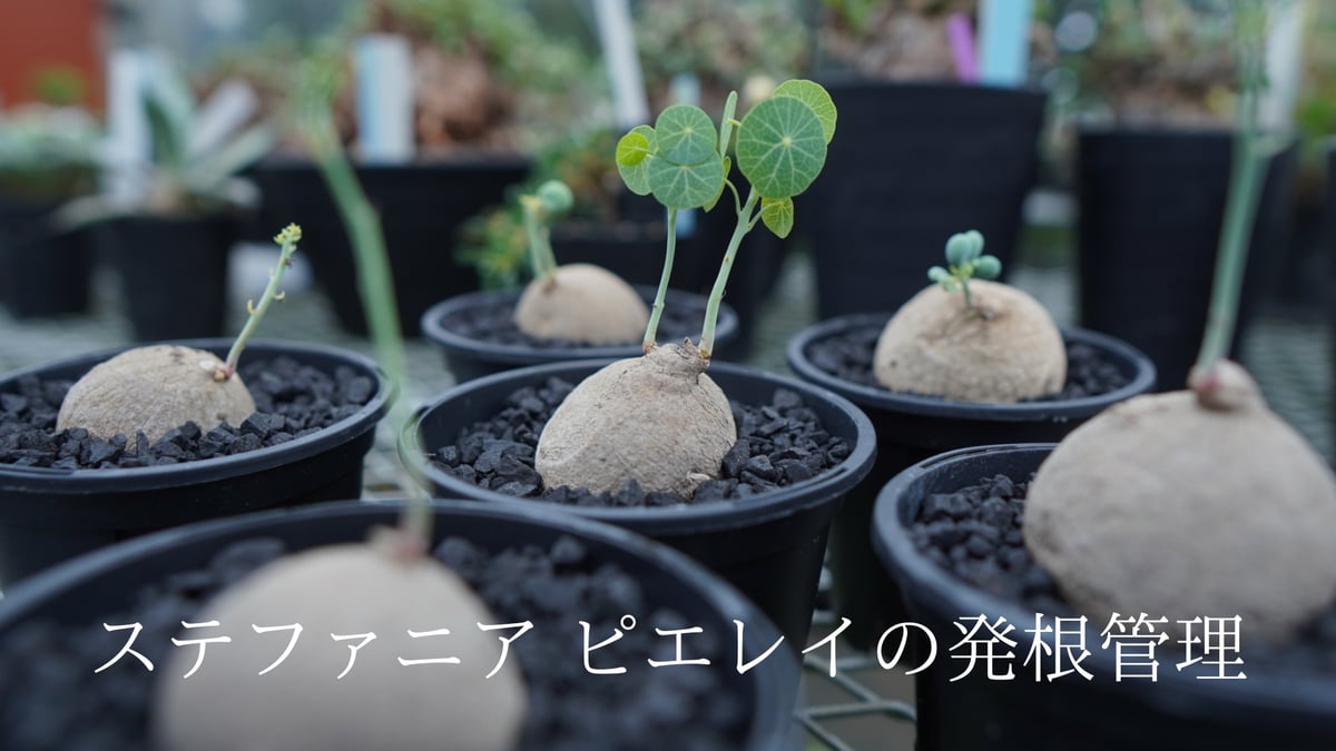 ソテツ　発根管理株 蘇鉄・ソテツ】株分け／発芽／植え替え - YouTube