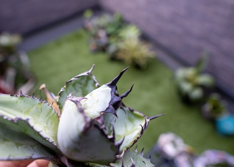 Agave B&B C NO.1