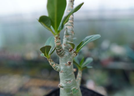 アデニウム　Adenium　No.3