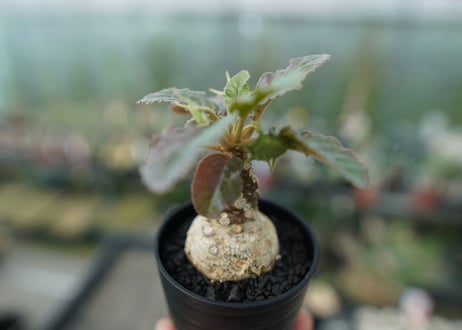 ドルステニア フォエチダ　Dorstenia foetida  斑入り No.1