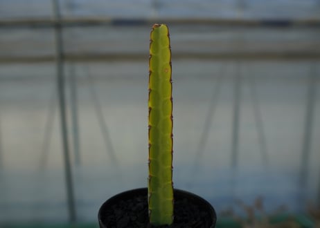 ユーフォルビア　ヘテロクロマ　Euphorbia heterochroma No.2