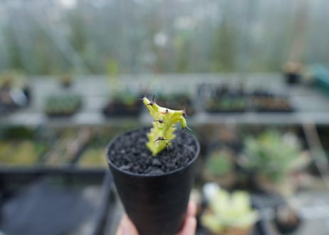 ユーフォルビア　イエローゴースト　Euphorbia lactea Yellow Ghost