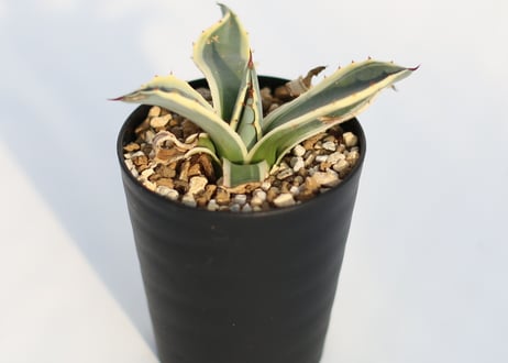 Agave クリームスパイク
