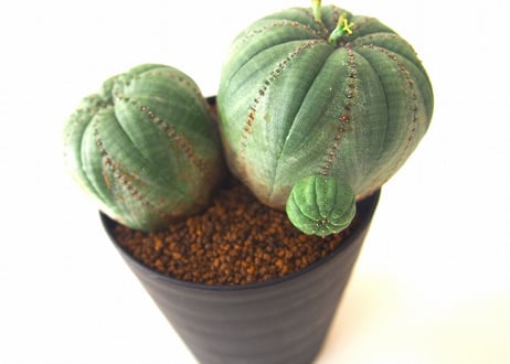 ユーフォルビア オベサ　euphorbia Obesa