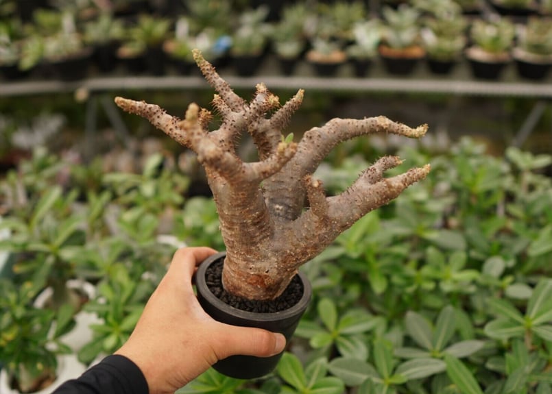 パキポディウム マカイエンセ | mana's farm:塊根植物・アガベ・ドライ