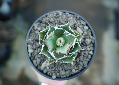 アガベ　チタノタ　FO-76  Agave titanota FO-76　No.1