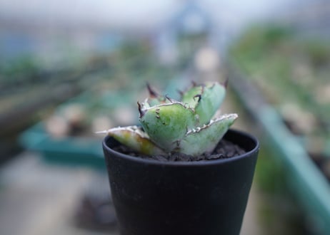 アガベ　チタノタ　 ブラックアンドブルー 　Agave titanota black and blue　No.2