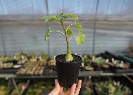 アデニア　グラウカ　Adenia glauca
