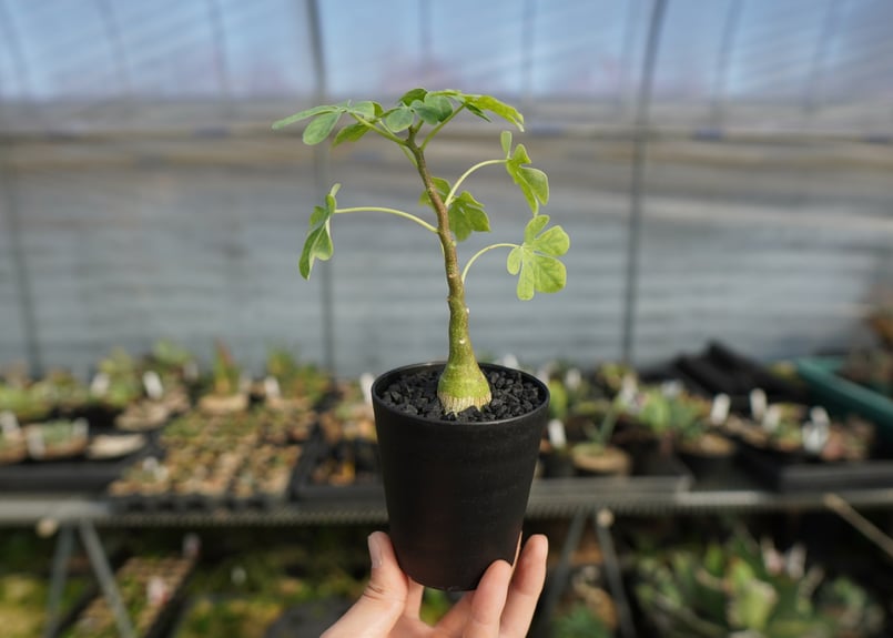 アデニア グラウカ Adenia glauca | mana's farm:塊根植物・アガベ・