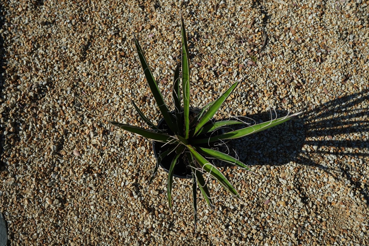 ユッカ カルネロサーナ Yucca carnerosana No.2 | mana's gr ユッカ カルネロサーナ Yucca carnerosana No.2 | mana's gr