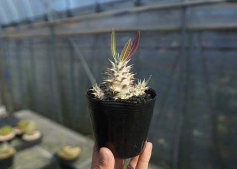 パキポディウム　ロスラツム　Pachypodium rosulatum