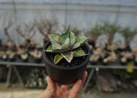 アガベ　チタノタ　 ブラックアンドブルー 　Agave titanota black and blue　No.2
