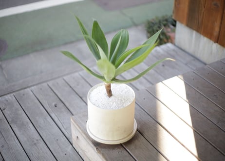 アガベ アテナータ　Agave attenuata