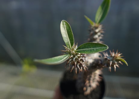 パキポディウム　デンシフローラム Pachypodium densiflorum   No.2