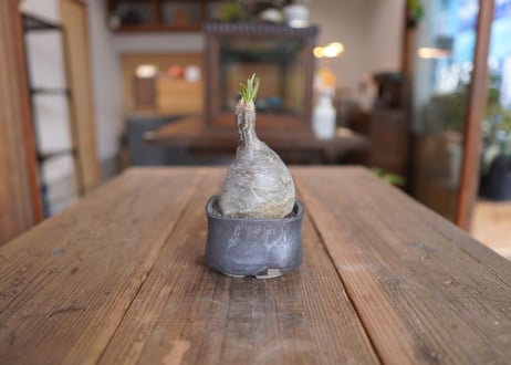 パキポディウム　グラキリス　 Pachypodium Gracilius