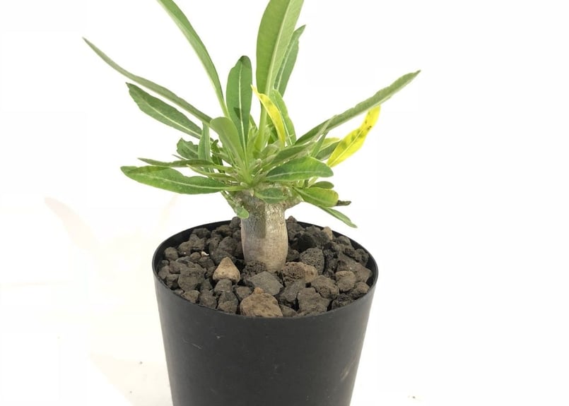 パキポディウム　恵比寿大黒　真ん丸　コレクション株　鉢ごと発送 パキポディウム恵比寿大黒真ん丸コレクション株鉢ごと発送