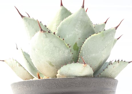 Agave pygmaea 'Dragon Toes'