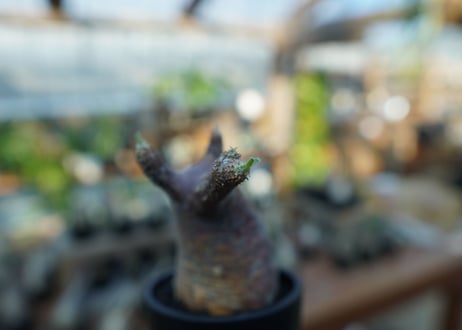 【未発根】パキポディウム　グラキリス　 Pachypodium Gracilius  No.16