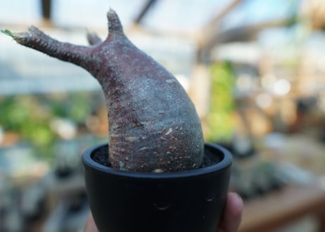 【未発根】パキポディウム　グラキリス　 Pachypodium Gracilius  No.16