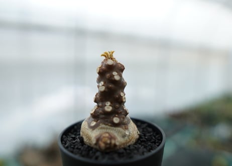 ドルステニア フォエチダ Dorstenia foetida　No.1