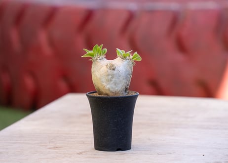 CATEGORY コーデックス | mana's green:塊根植物販売|マナズグリーン CATEGORY コーデックス | mana's green:塊根植物販売|マナズグリーン
