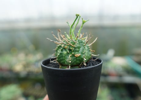 ユーフォルビア　バリダ　Euphorbia valida　No.6