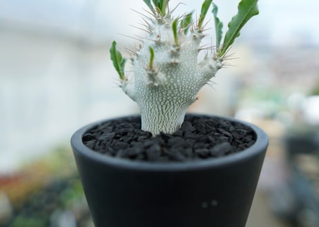 パキポディウム　サンデルシー　Pachypodeium saundersii  No.5
