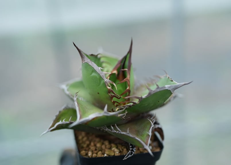 アガベ オテロイ 沖縄実生 No.6 [2026/02/12] | mana's farm: