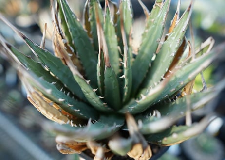 アガベ　ユタエンシス　Agave uthaensis　No.2