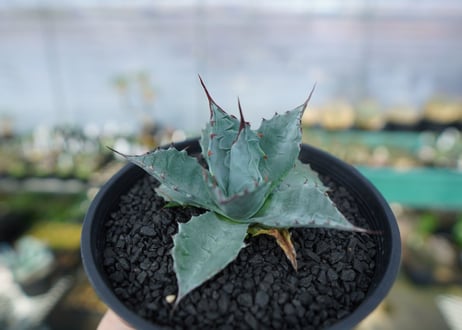 アガベ　パラサナ　”トライアンファント”　Agave Parrasana "triumphant"