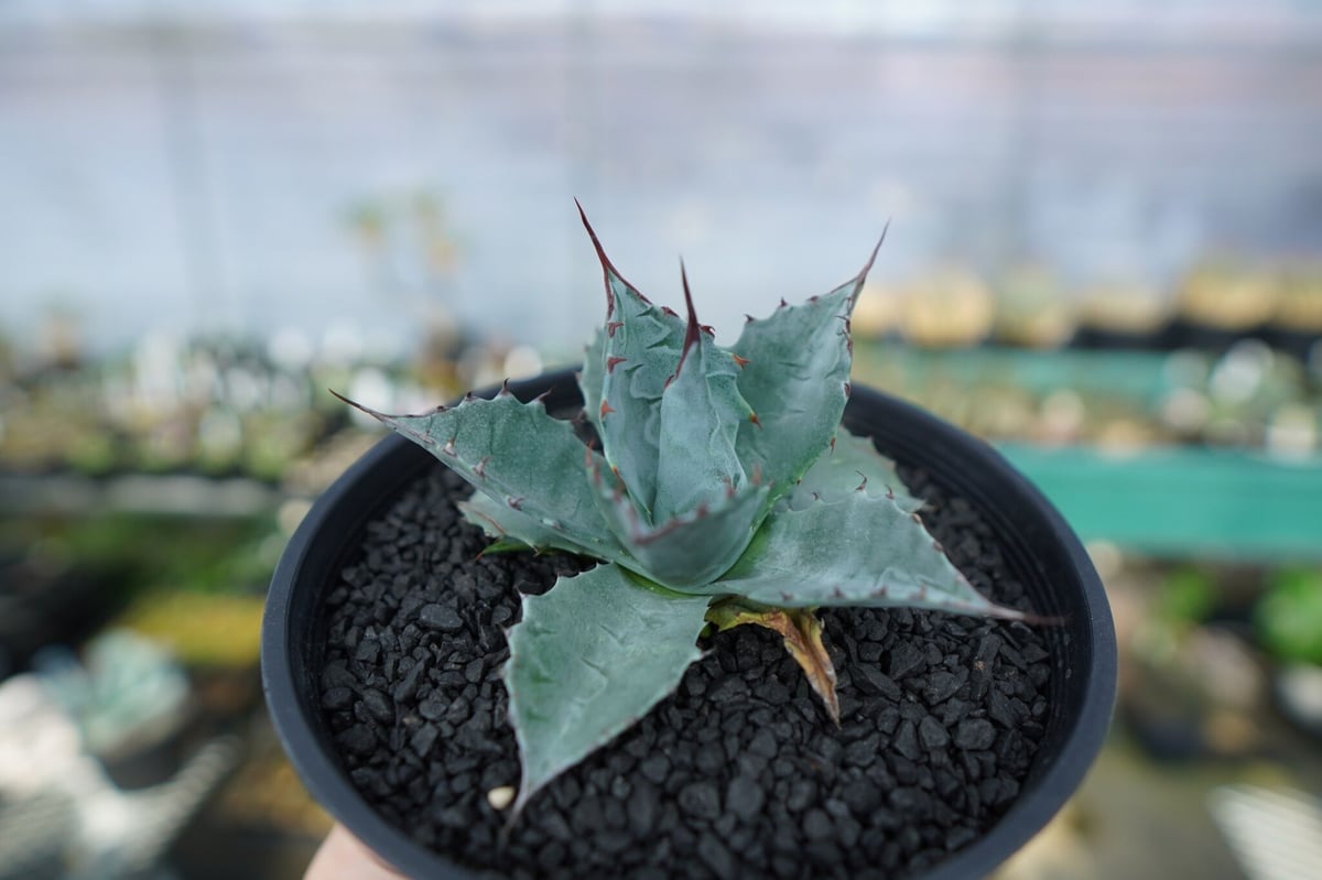 アガベ パラサナ トライアンファント3 中株 グローブ アガベ パラサナ