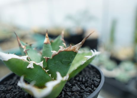 アガベ　チタノタ 　Agave titanota　No.1