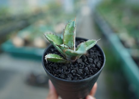 アガベ　チタノタ　 ブラックアンドブルー 　Agave titanota black and blue　子株