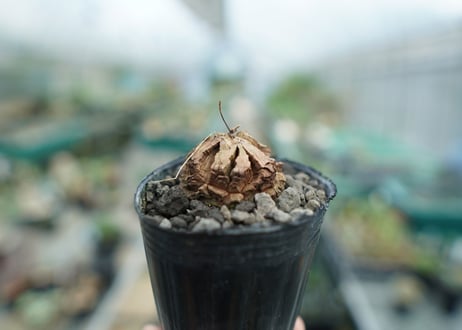 亀甲竜　Dioscorea elephantipes　No.10