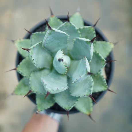 マクロアカンサ×ポタトラム | STORES