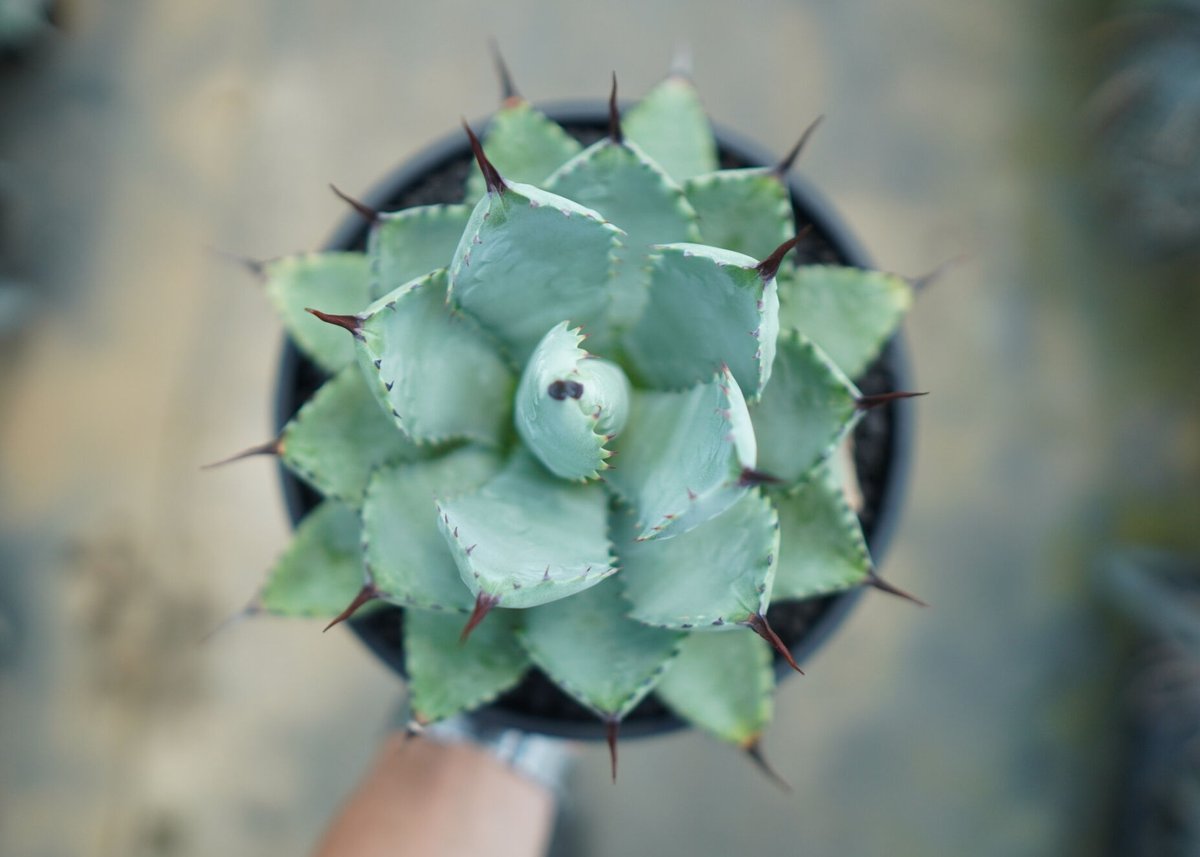 アガベ マクロアカンサ×ポタトラム Agave macroacantha×potatorum