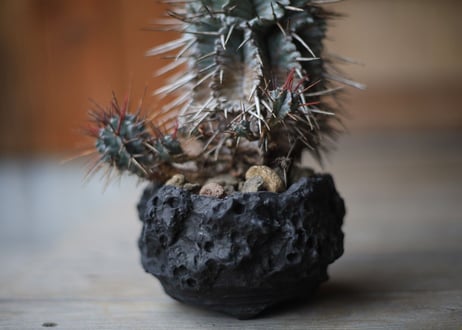 ユーフォルビア　強棘ホリダ 　Euphorbia horrida