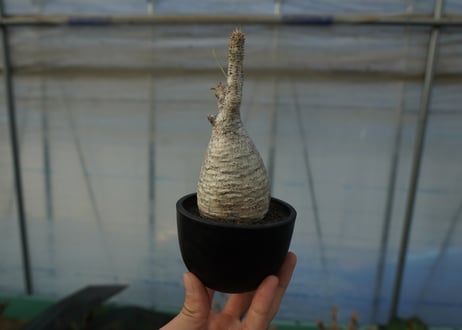 パキポディウム　グラキリス　 Pachypodium Gracilius  No.6