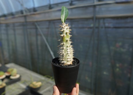 パキポディウム　伊藤ハイブリッド　Pachypodium 'Itoh Hybrid'  No.2