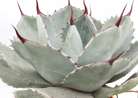 Agave parryi var truncata Huntington  №3