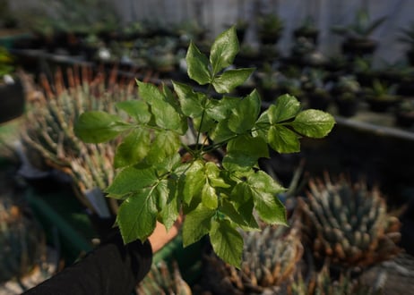 ランネア　パルヴィフォリア　Lannea parvifolia　NO.2