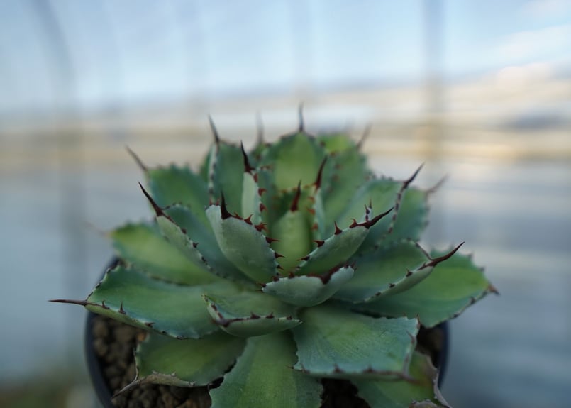 吉祥冠 中斑 Agave potatorum | mana's farm:塊根植物・アガベ・ド