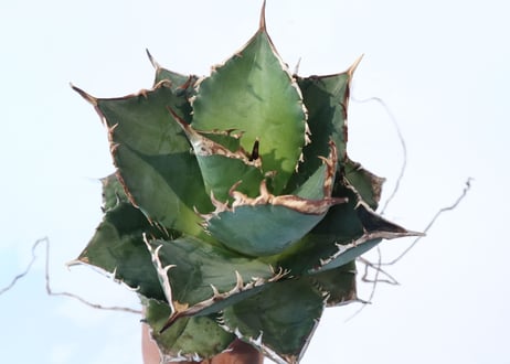 Agave titanota FO-76 compacta dwarf　№3