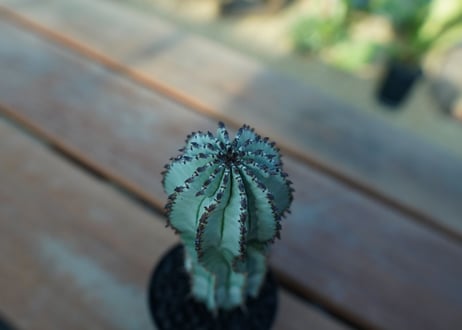 ユーフォルビア　ホリダ　スノーフレーク　Euphorbia horrida "Snowflake"
