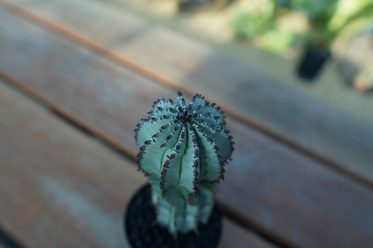 ◇◇　ユーフォルビア　ホリダ　スノーブレーク　◇◇　抜き苗 ユーフォルビア ホリダ スノーフレーク Euphorbia horrida 