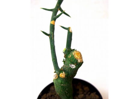 Adenia globosa アデニア・グロボーサ