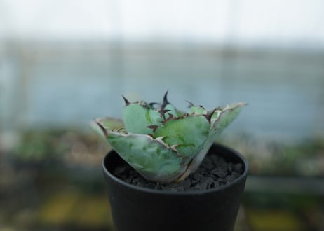 アガベ　チタノタ　 ブラックアンドブルー 　Agave titanota black and blue　No.10