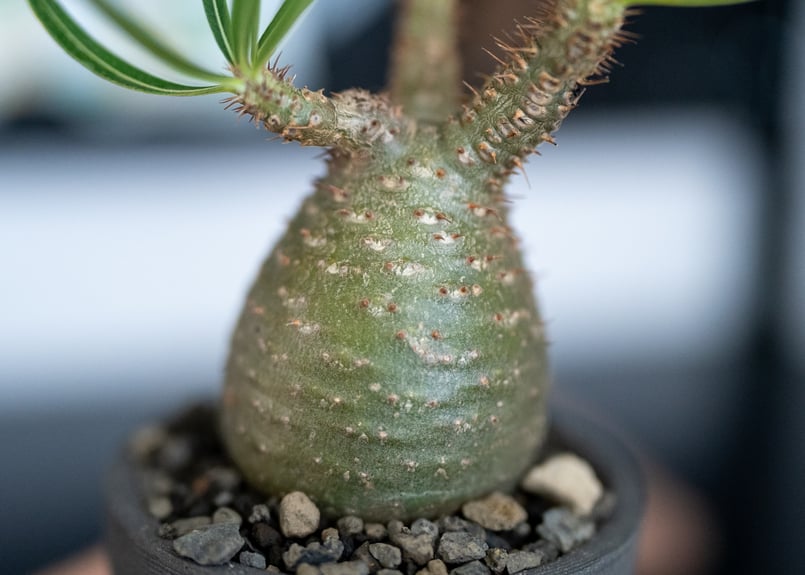 パキポディウム グラキリス 沖縄管理株 | mana's farm:塊根植物