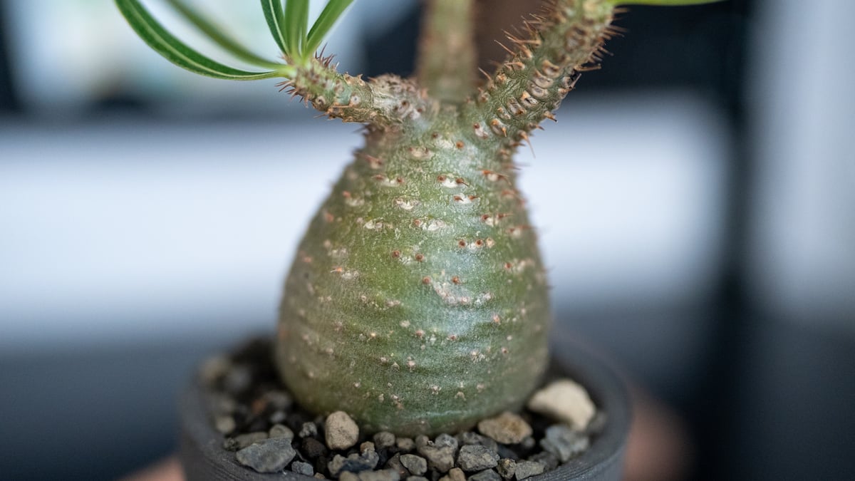 パキポディウム グラキリス 沖縄管理株 | mana's farm:塊根植物