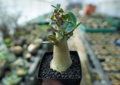 アデニウム　Adenium　No.9